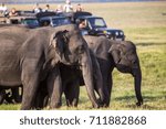 Walking Sri Lankan Elephant family with tourists in the background in jeeps