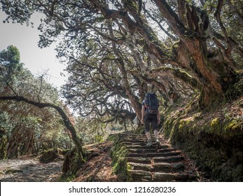 Walking up the stairs On the Poon Hill trek during the Rhododendron blossom