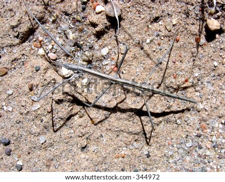 walking stick bug