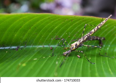 Walking Stick Insect