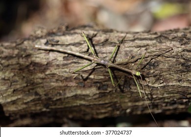 Walking Stick Insect