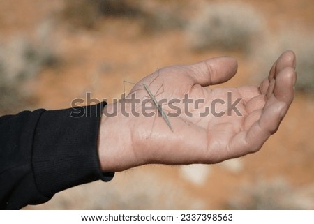 Walking Stick Insect Bug On Man's Hand, Close Up
