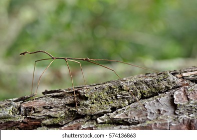 Walking Stick Insect, Camouflaged On Tree Trunk