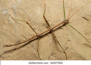 Walking Stick Or Stick Insect (Phasmatodea) On A Rock