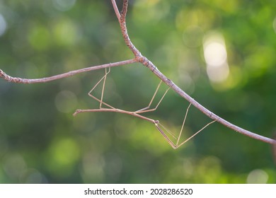 Walking stick insect or Phasmids (Phasmatodea or Phasmatoptera) also known as stick insects, stick-bugs, walking sticks, bug sticks or ghost insect. Selective focus, blurred background with copy space