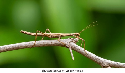 Walking stick insect or Phasmids (Phasmatodea or Phasmatoptera) also known as stick insects, stick-bugs, walking sticks, bug sticks or ghost insect. Selective focus, blurred background with copy space