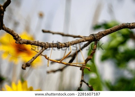 Walking stick insect trying to blend in and camouflage on a tree branch stick.