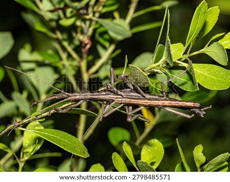Walking Stick Insects Mating Pair with Red Mites – Phasmatodea Behavior Florida Wildlife