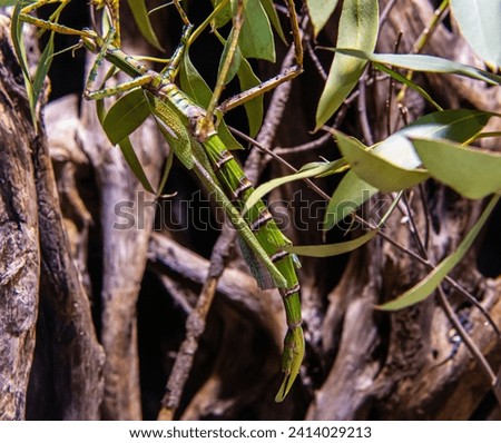 walking sticks insect (Diapherodes gigantea). hanging in vegetation