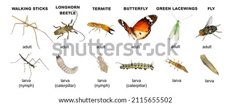 Walking sticks, longhorn beetle, termite, fly, green lacewings, butterfly. Adult insects and their larvae. Isolated on a white background