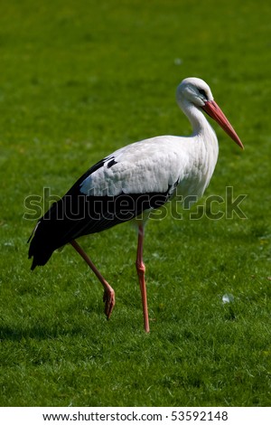 Similar – Foto Bild Storch auf grünem Rasen