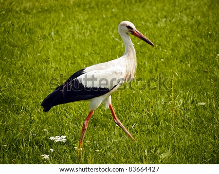 Foto Bild Storch auf grünem Rasen