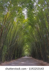 Walking through a bamboo forest in Thailand.At Wat Chulapornwanaram ,Nakhon Nayok Province Thailand.