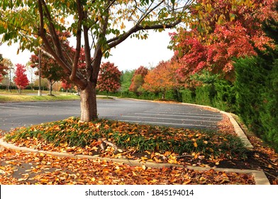 Walking Through Colourful Foliage During Fall At Franklin TN