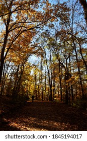 Walking Through Colourful Foliage During Fall At Franklin TN