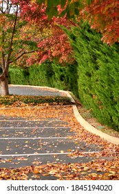 Walking Through Colourful Foliage During Fall At Franklin TN