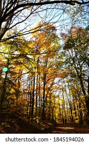 Walking Through Colourful Foliage During Fall At Franklin TN