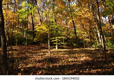 Walking Through Colourful Foliage During Fall At Franklin TN