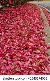 Walking Through Colourful Foliage During Fall At Franklin TN