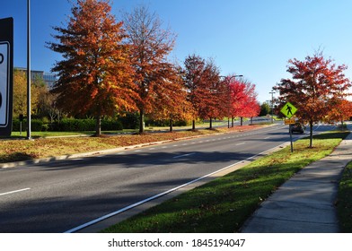 Walking Through Colourful Foliage During Fall At Franklin TN