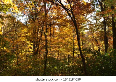 Walking Through Colourful Foliage During Fall At Franklin TN