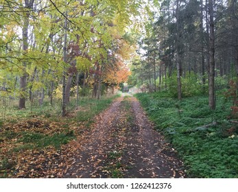Walking through the forest