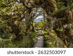 Walking through the forest at the start of The Key Summit walk, part of the Routeburn Track in New Zealand