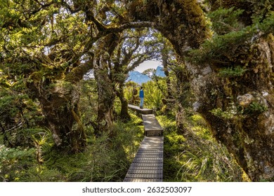 Walking through the forest at the start of The Key Summit walk, part of the Routeburn Track in New Zealand's Fiordland National Park, has an elevation of 918 meters