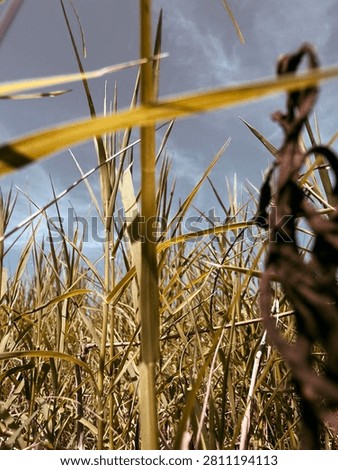 Walking through the Grassy Fields Upclose