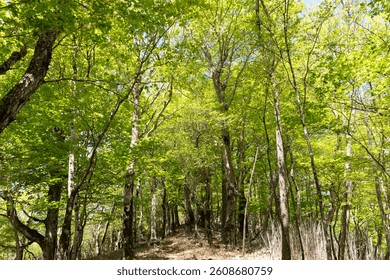 Walking through the refreshing green forest