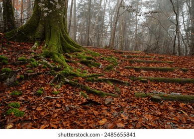 Walking through a virgin forest in autumn, Aichi Prefecture - Powered by Shutterstock