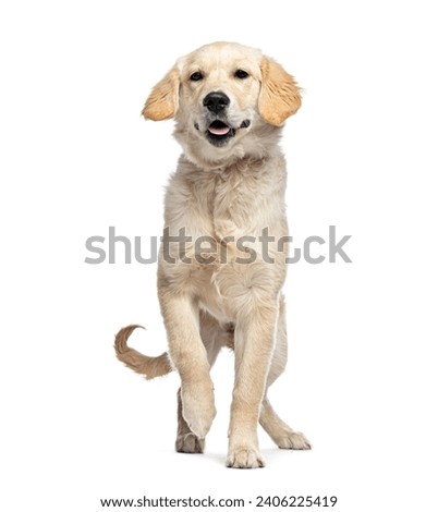 Walking toward the camera Golden Retriever, isolated on white