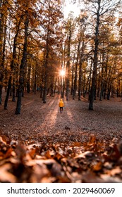 Walking towards the sunlight in Quamouaa forest during autumn 