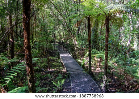 A walking track, in filtered light, through the lush, green, forest of moss, tree ferns and ground ferns on Stewart Island, New Zealand.