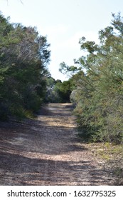 Walking Track At Garigal National Park, Sydney, Australia