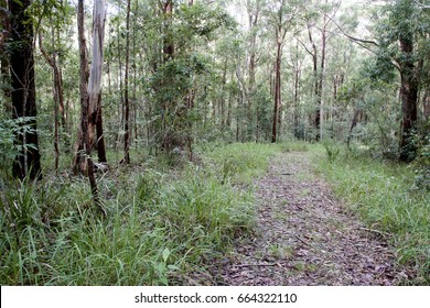 Walking Track Through Eucalyptus Forrest  In The Australian Bush, Dungog, NSW, Australia