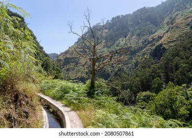 A Walking Trail Along Madeira Levada Do Moinho