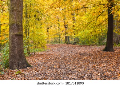 Walking trail with beautiful autumn scene in Highgate wood in North London
