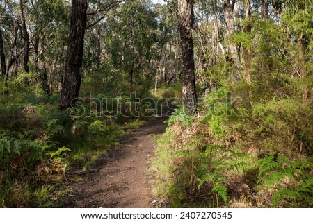 Walking trail found at Sawpit Free Campground in Portland on the Great Ocean Road, Victoria, Australia.