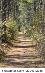 Walking Trail in Francis Marion National Forest in Mount Pleasant, SC - Shutterstock ID 2304942365