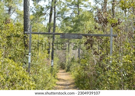Walking Trail in Francis Marion National Forest in Mount Pleasant, SC