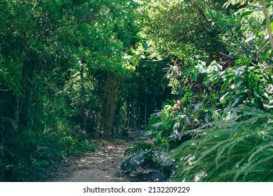 Walking trail in Okinawa with plant life 