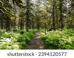 Walking trail passing through a forest of moss-covered Sitka Spruce Trees in the mountains north of the Alaskan capital city Juneau