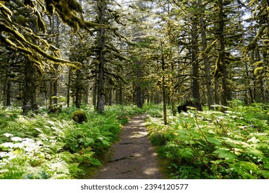 Walking trail passing through a forest of moss-covered Sitka Spruce Trees in the mountains north of the Alaskan capital city Juneau