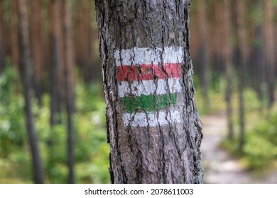 Walking Trail Sign On A Pine Tree Over Bug River In Mazowsze Region Of Poland