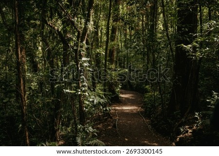Walking Trail Through the Monteverde Cloud Forest, Costa Rica
