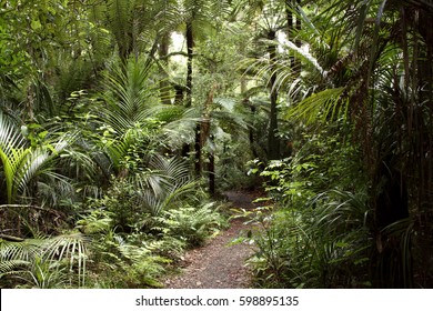 Walking Trail In Tropical Forest