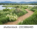 walking trail and wildflowers on a lake shore - Boedecker Bluff Natural Area in Loveland Colorado