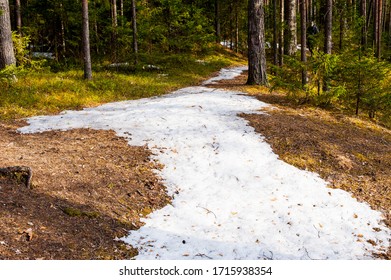 Walking trails in the pine forest in spring. - Powered by Shutterstock