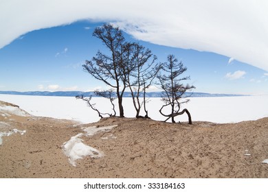 Walking Trees.  Lake Baikal